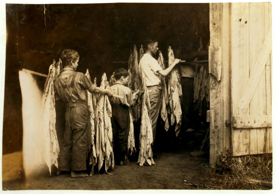 Housing tobacco in barn of W.L. Fugate. Will go to Schoolsville School but it has not opened on account of repairs. Lewis W. Hine. See 4398-9 and 4400. LOC nclc.00534