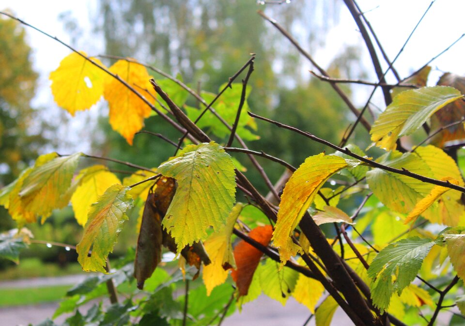 Yellow leaves nature autumn foliage