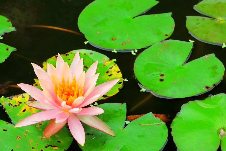 Leaf lily water lilies