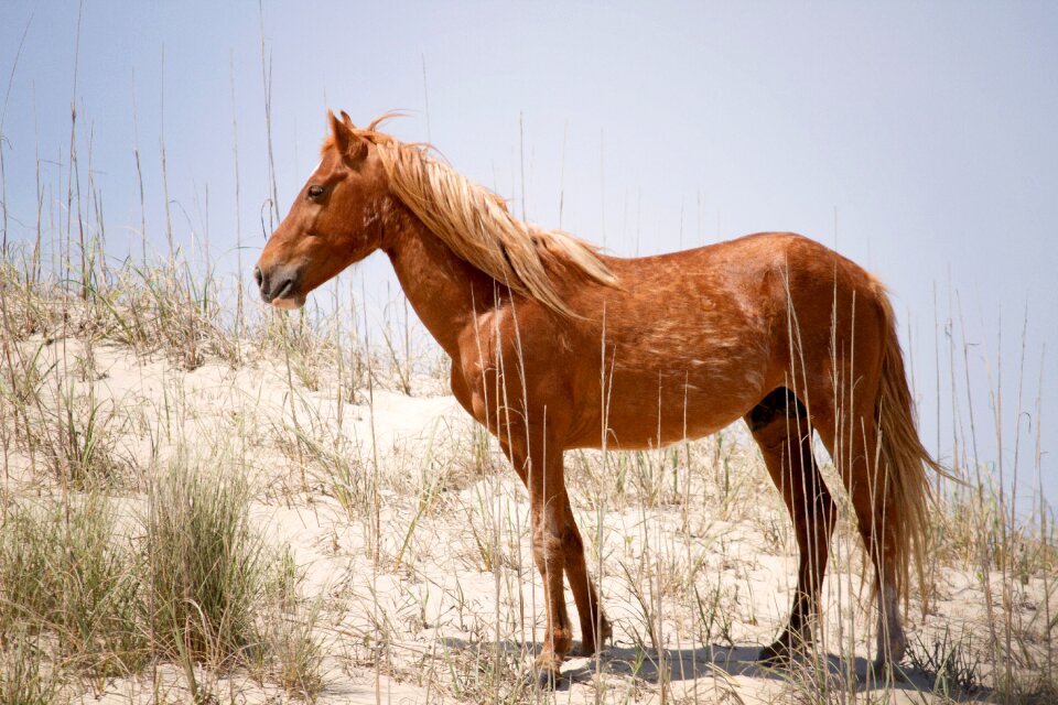 Wild horse stallion obx