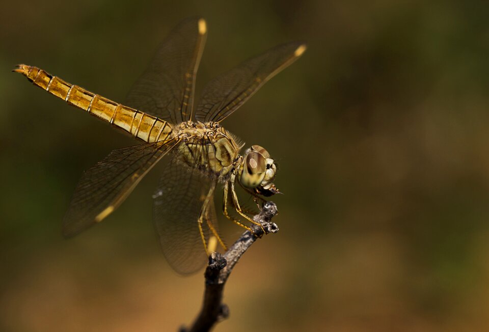 Nature invertebrate wing