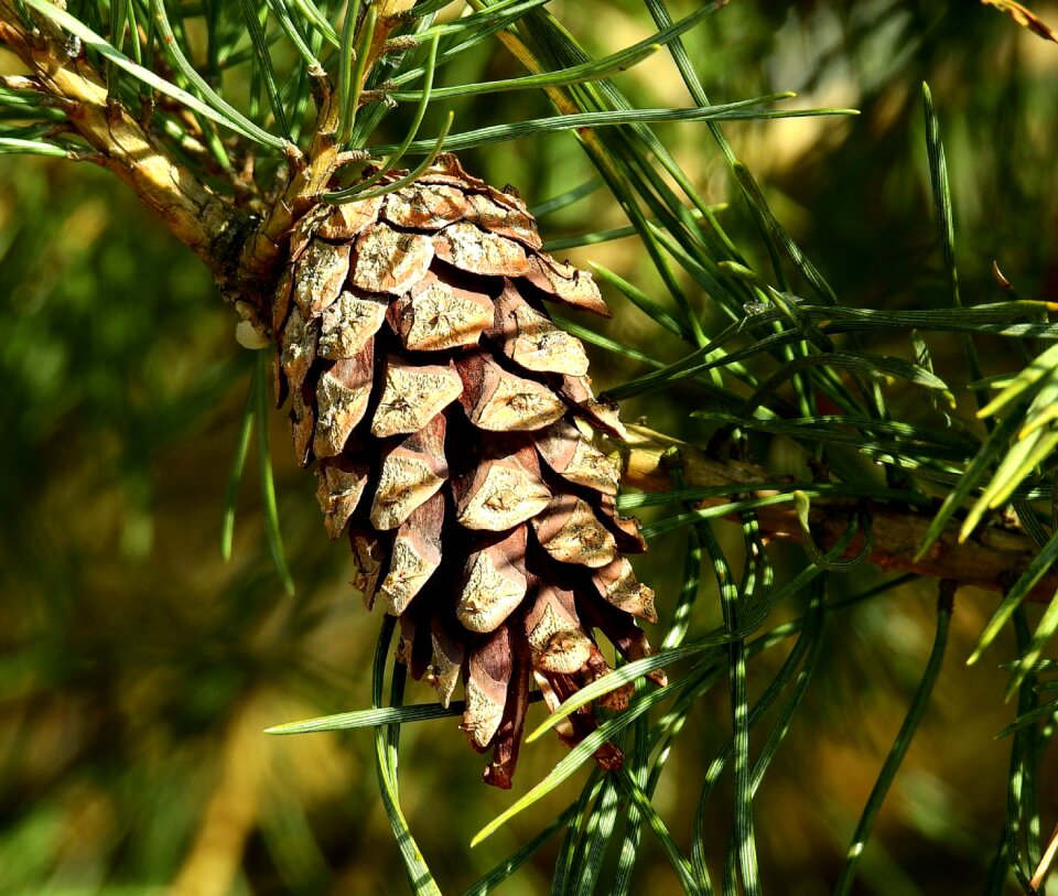 Needle pine cone nature