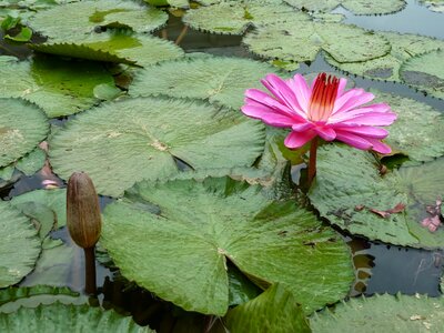 Lotus a pollution mud and not dyed learning