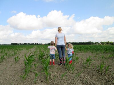 Corn outdoor agriculture