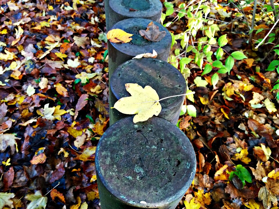 Tree nature autumn gold