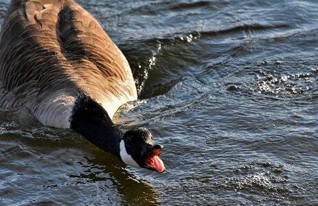 Bird poultry greylag goose