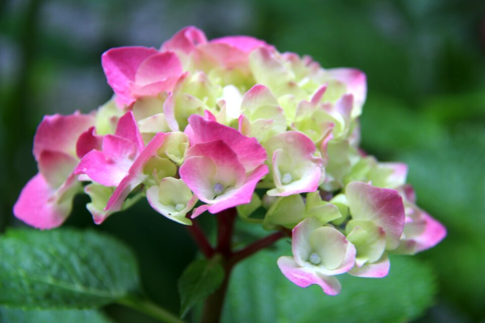 Summer garden green