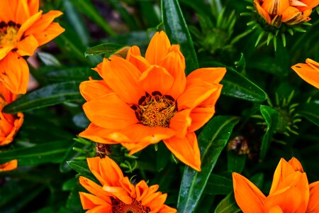 Plant nature garden