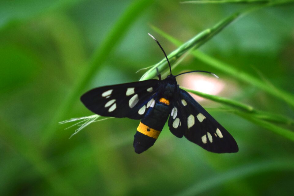 Wing outdoors amata phegea
