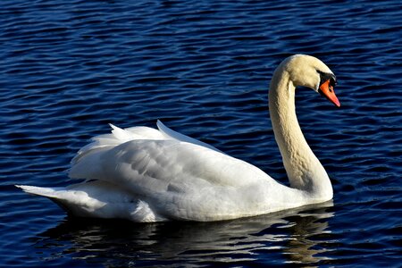 Water white nature