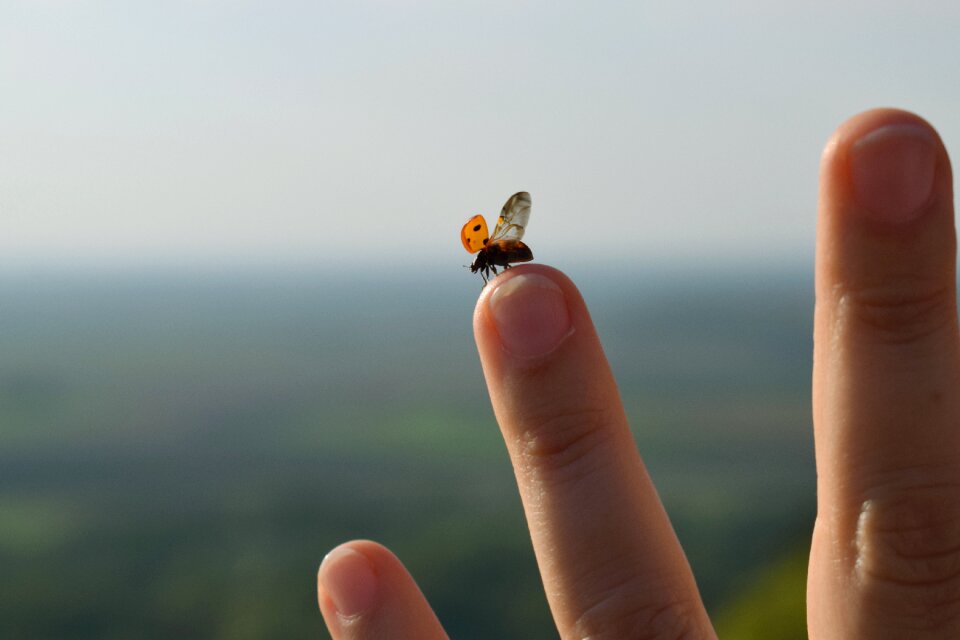 Outdoors sky ladybird