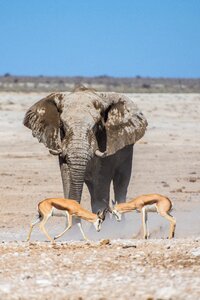 Mammal animal wildlife