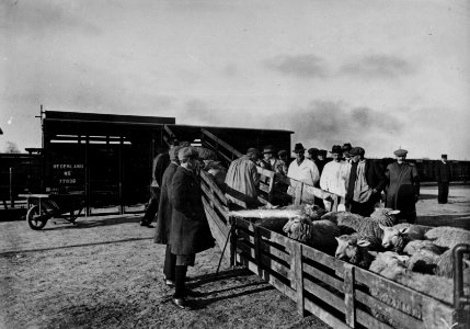 HUA-154142-Afbeelding van het vervoer van schapen per trein te Utrecht
