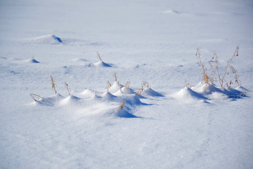 Cold dry grass nature
