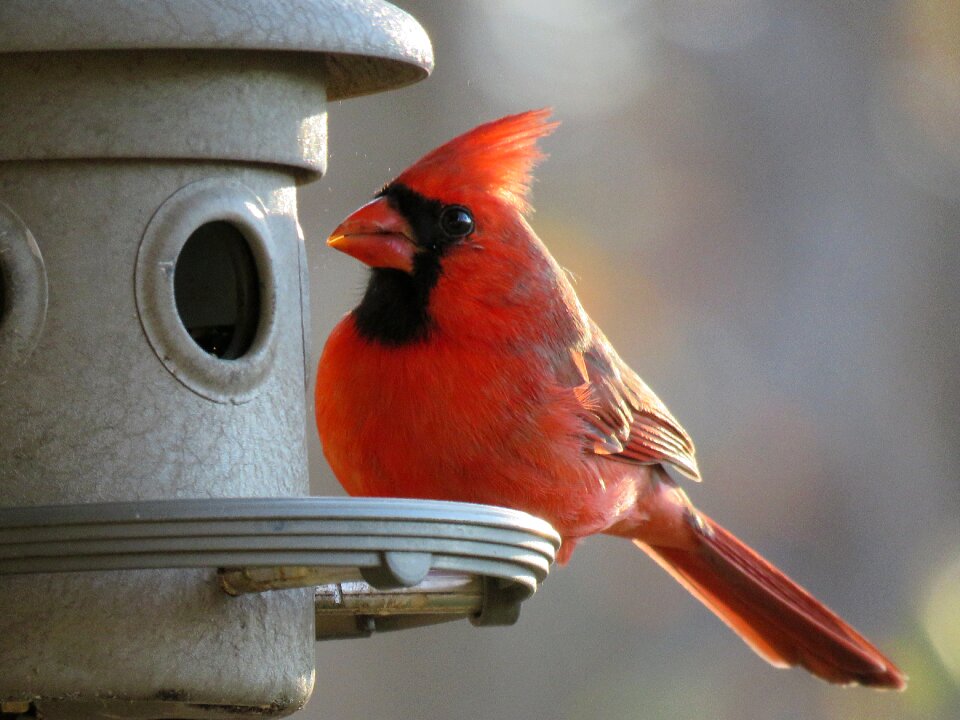 Red bird cardinal wildlife photo