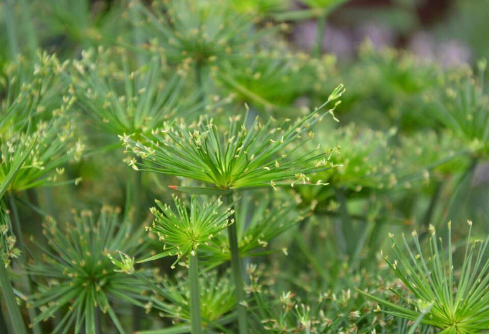 Color green nature green plant