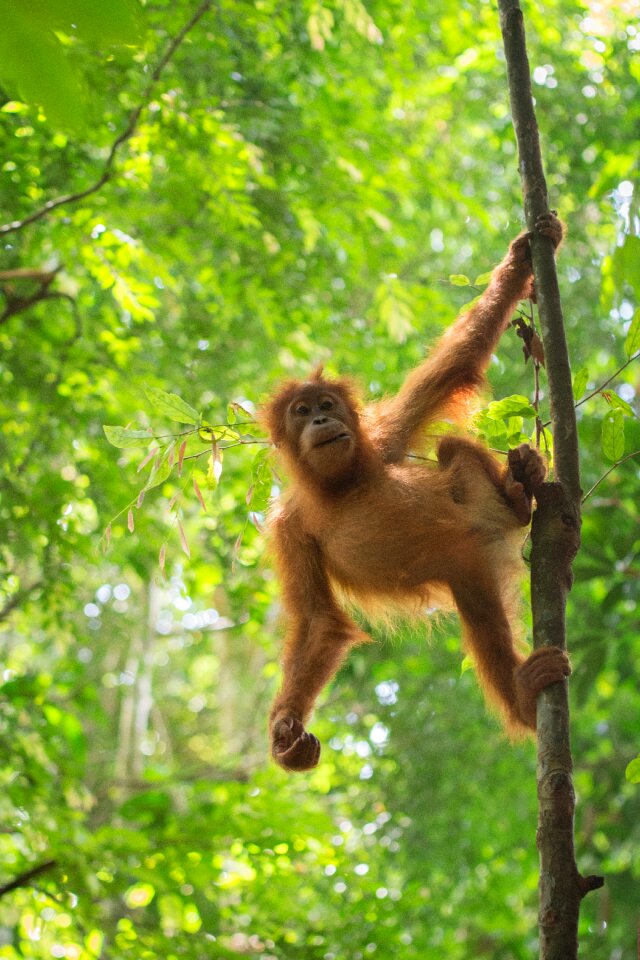 Forest trees monkey