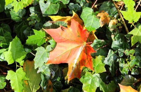 Colors nature tree photo