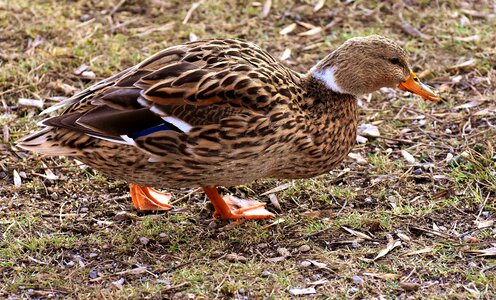 Water duck bird photo