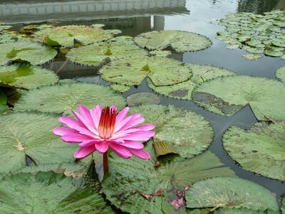A pollution mud and not dyed elegant lotus