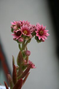 Flower green macro