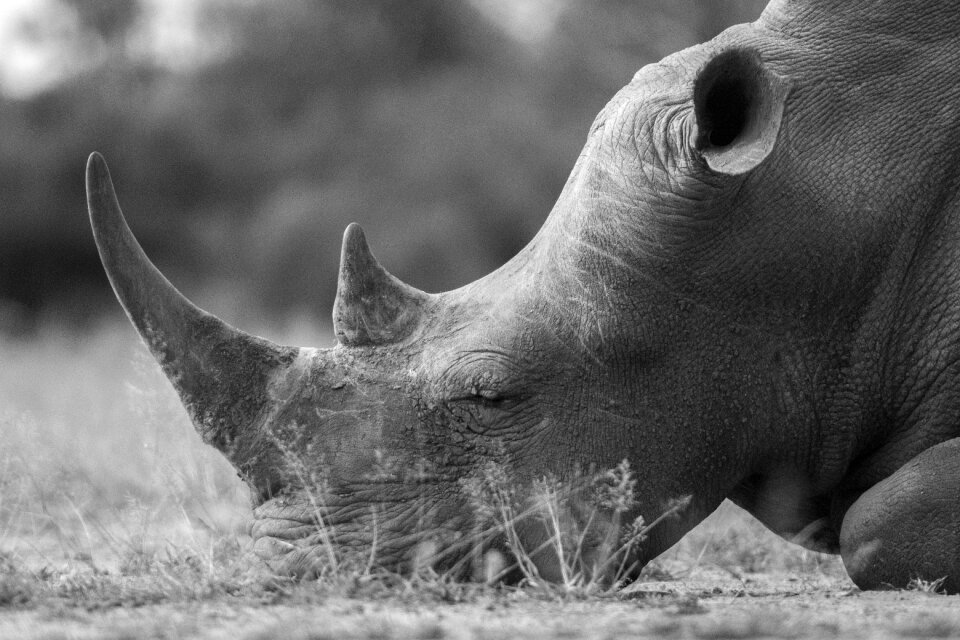 Mammal black and white nature