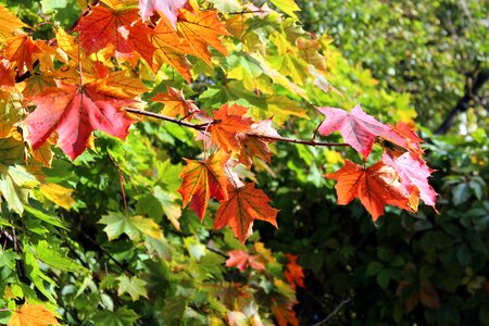 Autumn leaves tint nature