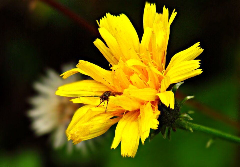 A garden plant flowering plants rose