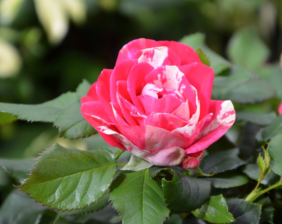 Color pink white pretty offer