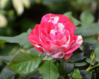 Color pink white pretty offer