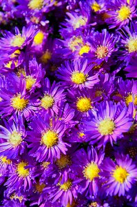 Nature purple flowers autumn