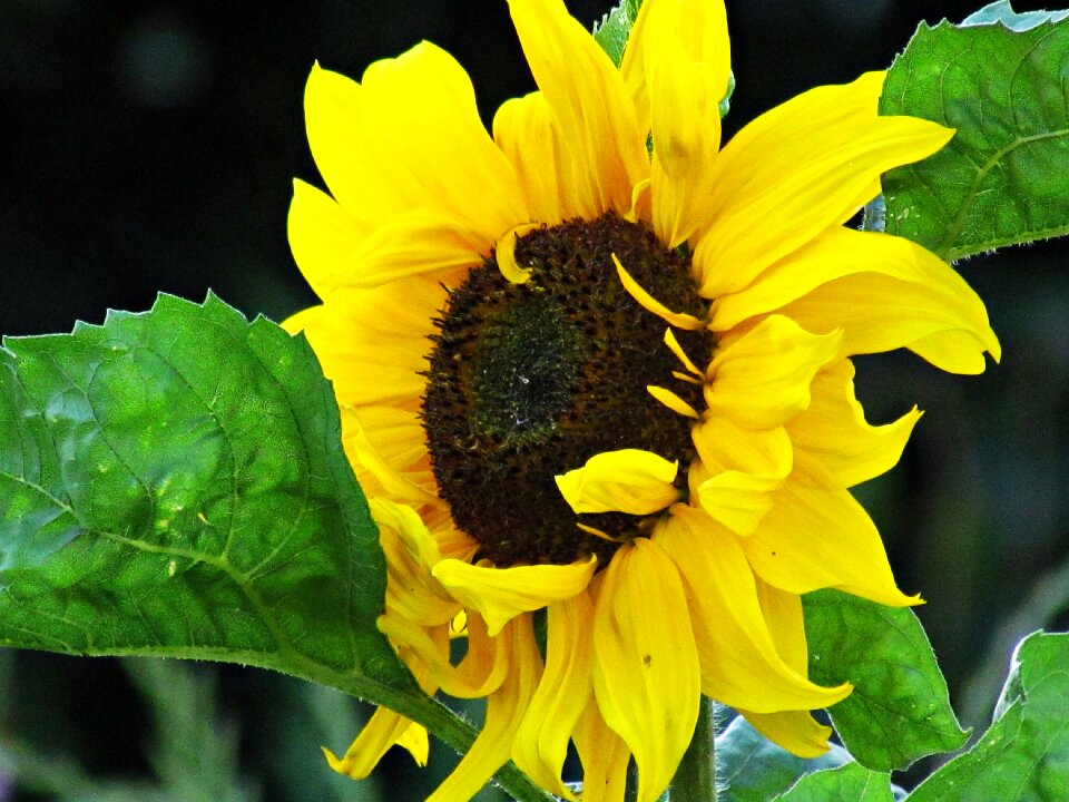 Ornamental sunflower blooming sunflower flowering