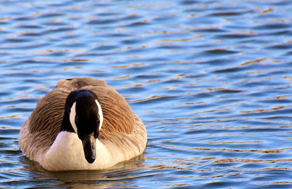 Bird poultry greylag goose