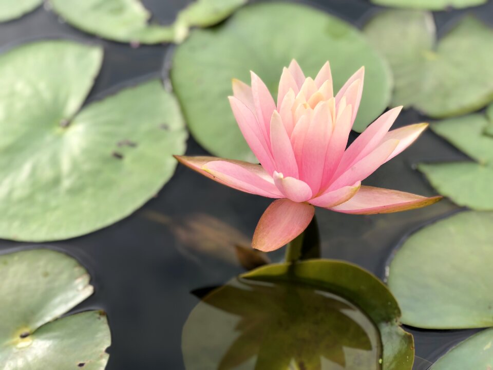 Pond lily aquatic plants