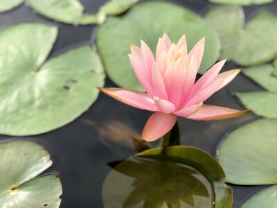 Pond lily aquatic plants