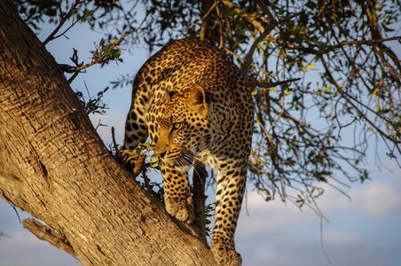 Plant animal leopard photo