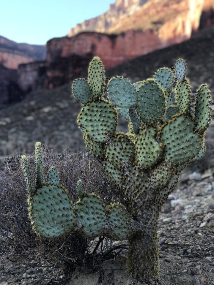 Dry succulent grand canyon