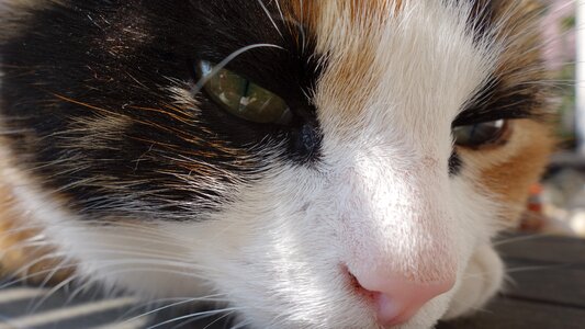 Cat face cute sweet