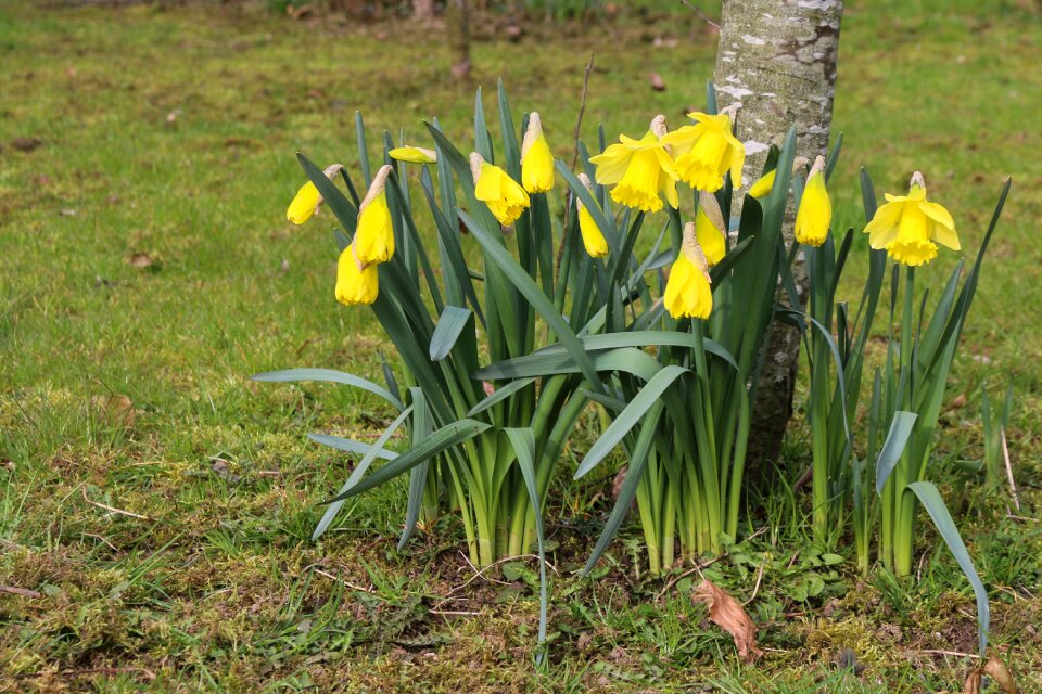 Nature yellow plant photo