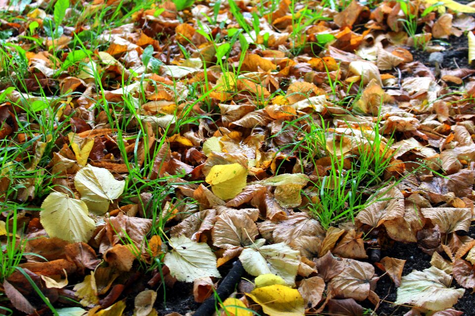 Yellow leaves nature autumn weather