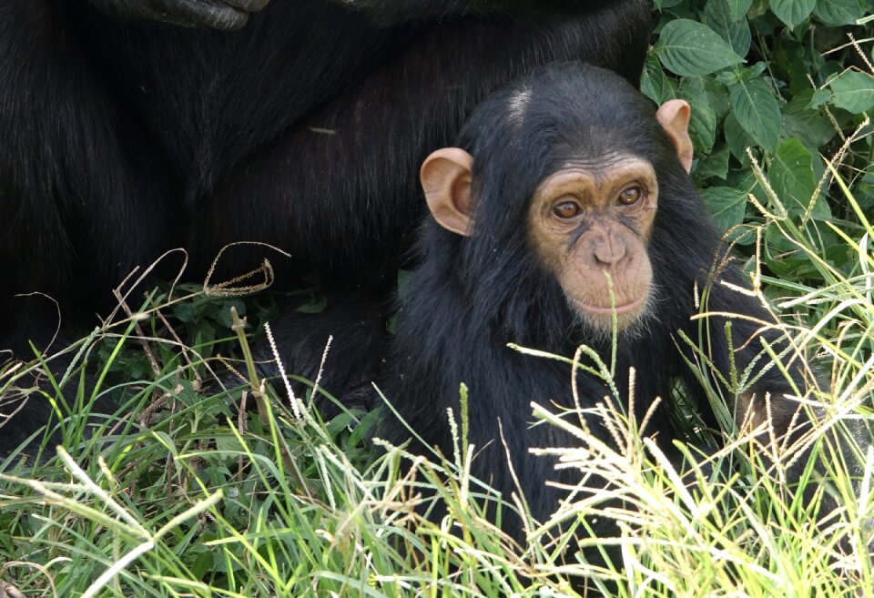 Nature wildlife primate