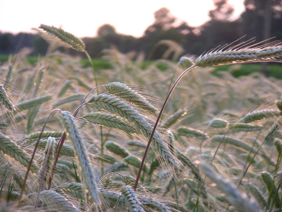 Field spike field crops