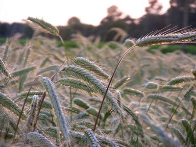 Field spike field crops