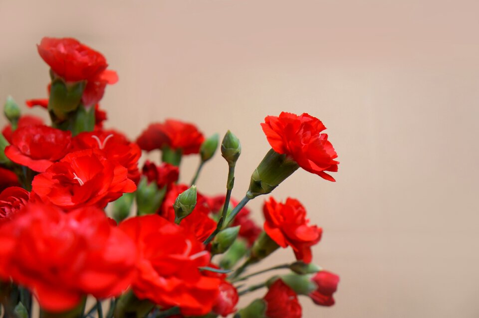 Red natural picture