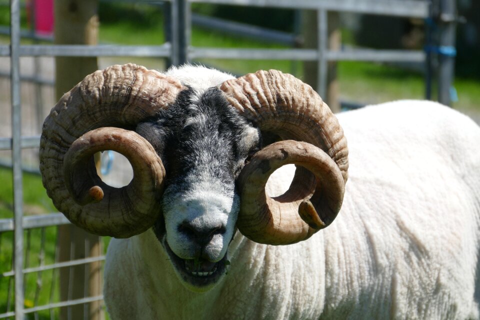 Livestock agriculture ram