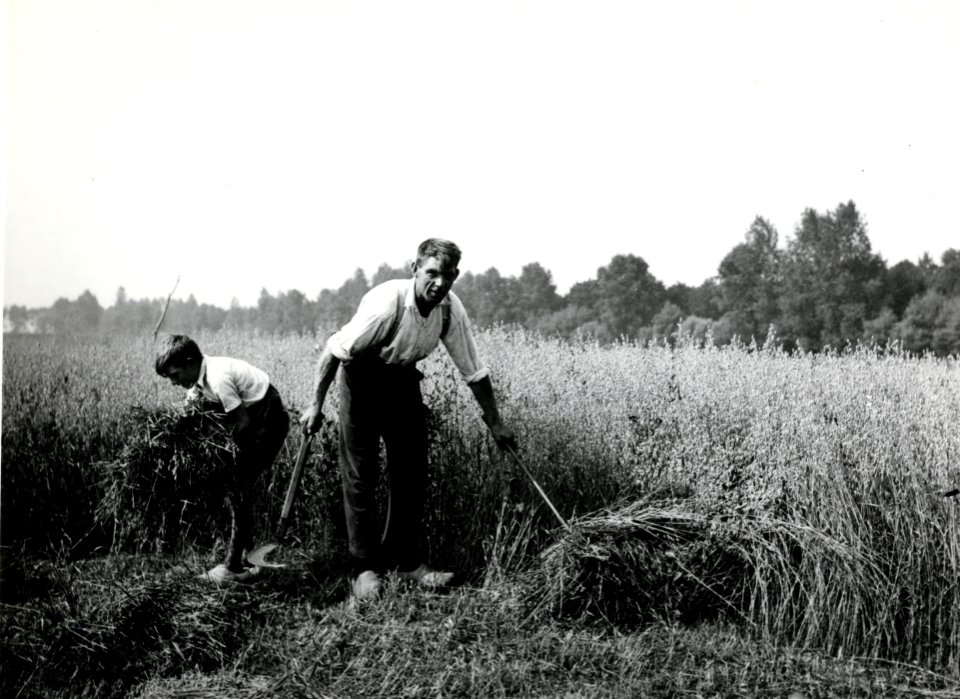 HUA-168120-Afbeelding van het maaien van haver in de omgeving van Haarzuilens NB De gemeente Haarzuilens is per 1 januari 1954 opgenomen in de gemeente Vleuten D
