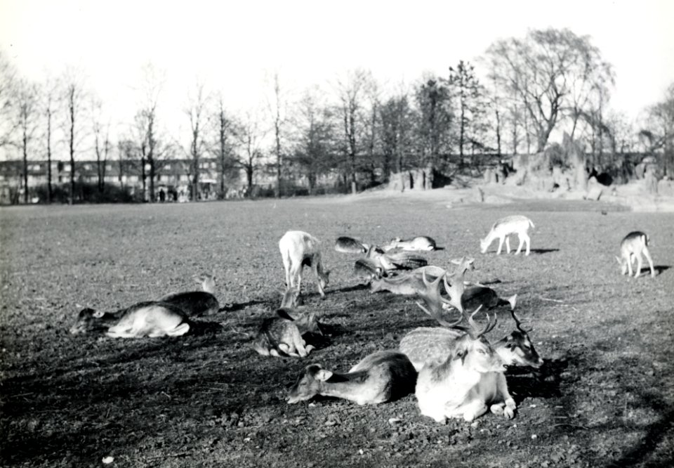 HUA-168122-Afbeelding van damherten in het hertenkamp van het Julianapark te Zuilen. N.B. Het Julianapark is per 1 januari 1954 bij de gemeente Utrecht gevoegd