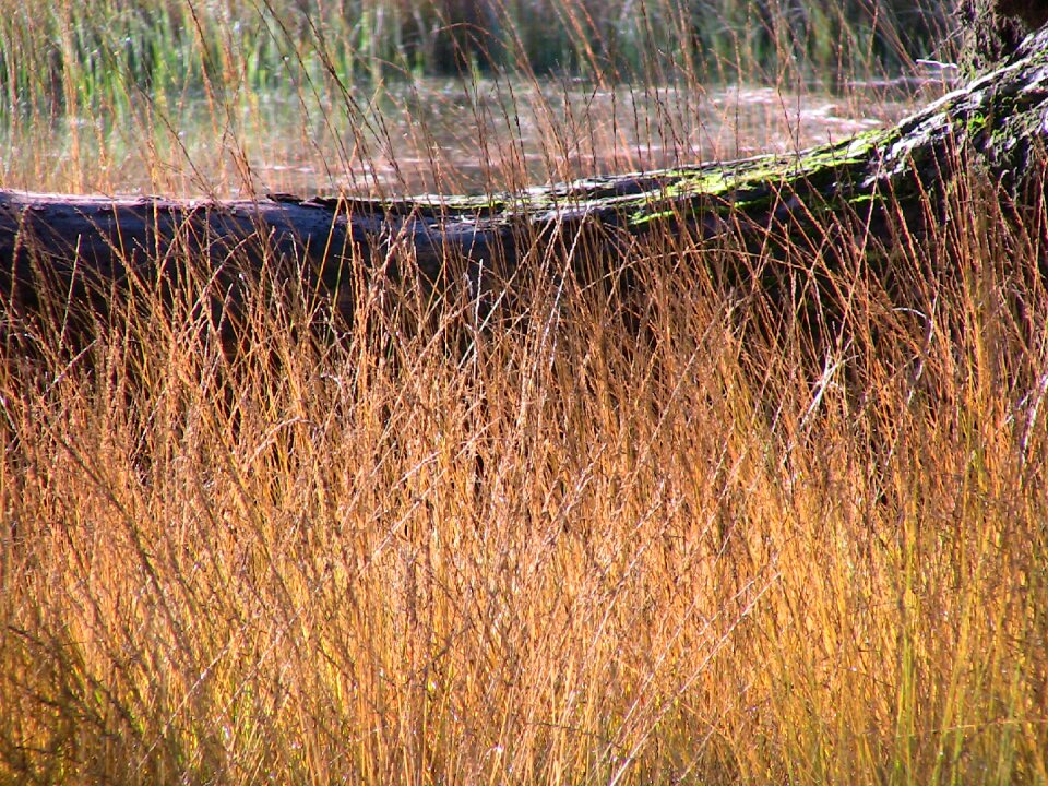 Grasses structures ocher
