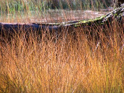 Grasses structures ocher
