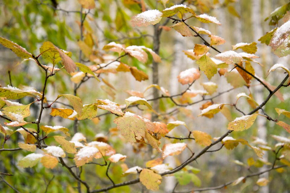 Nature yellow leaves snow